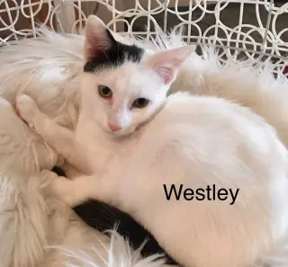 Westley
