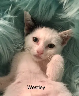 Westley