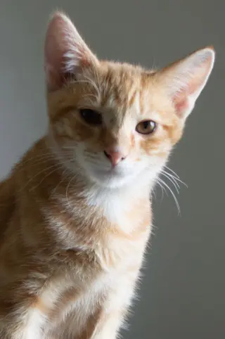 Tang