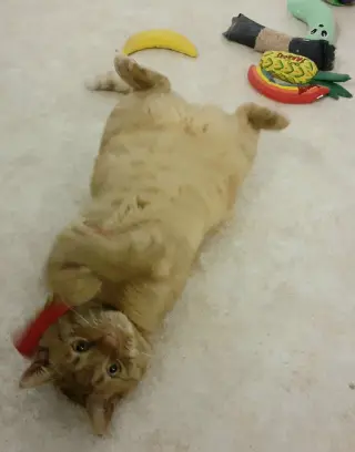 Oliver