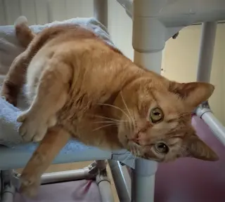 Oliver