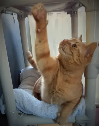 Oliver