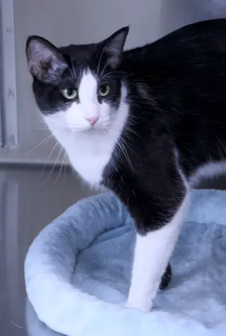 Flynn