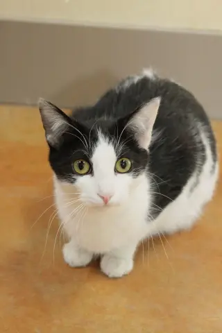 Apollo