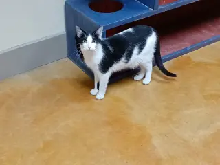Apollo