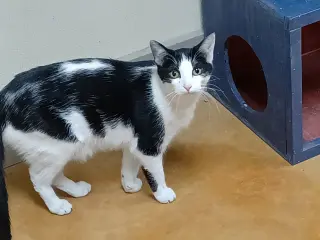 Apollo