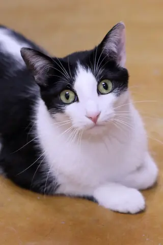 Apollo