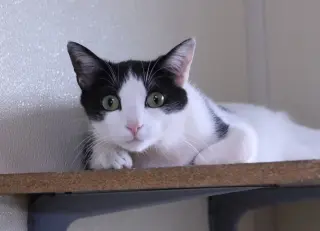 Apollo