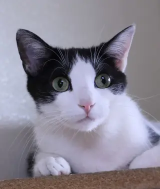Apollo