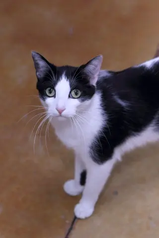 Apollo