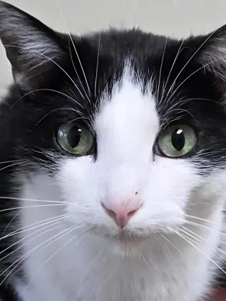 Apollo