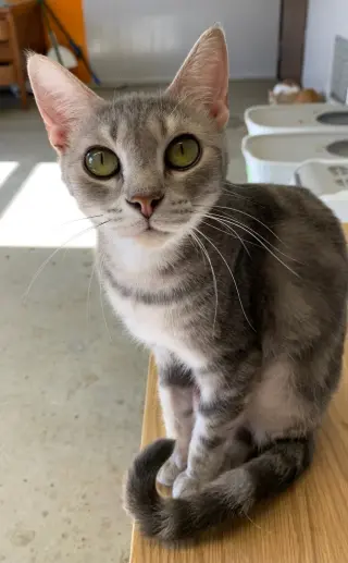 Popcorn