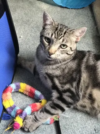 Murray