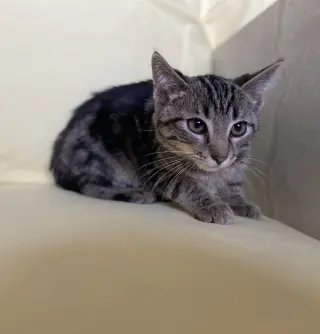 C170 litter Emerald