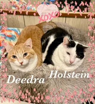 Holstein