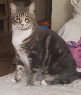 Bindi (Courtesy Post)