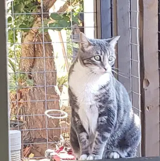 Bindi (Courtesy Post)