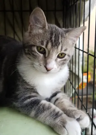 Bindi (Courtesy Post)