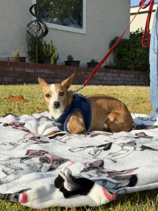 Sandy