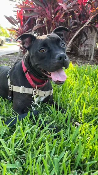 Elliot