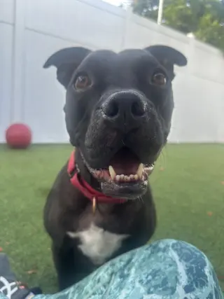 Elliot