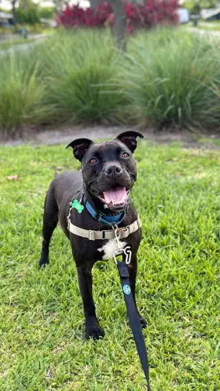 Elliot