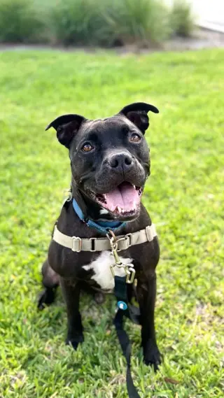 Elliot