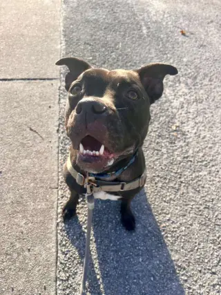 Elliot