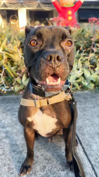 Elliot