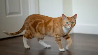 butters