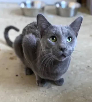 Slate