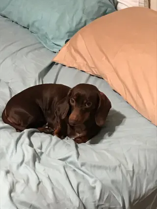 Reecie