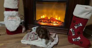Reecie