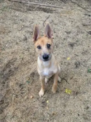 Apollo