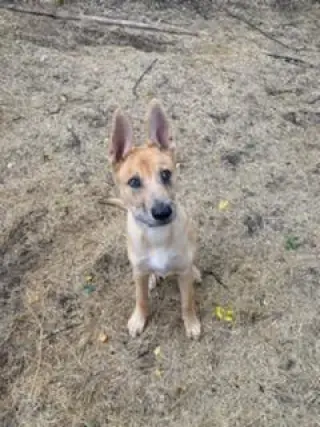 Apollo