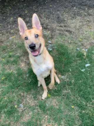Apollo