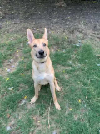 Apollo