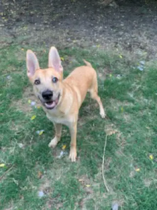 Apollo