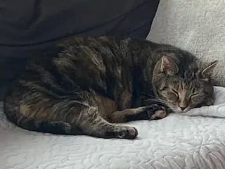 Kandy (beautiful and shy)