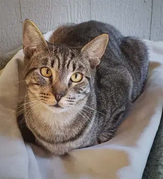 Bullseye