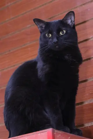 Ed