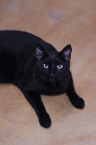 Max