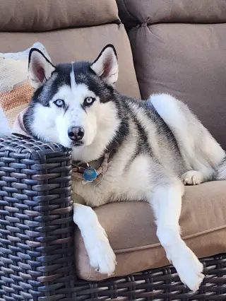 Siya