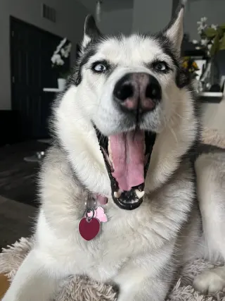 Siya