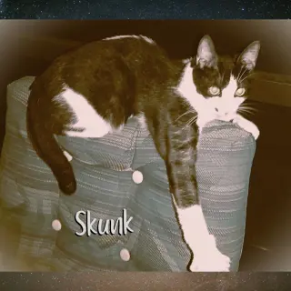 Skunk