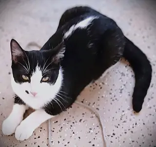 Skunk