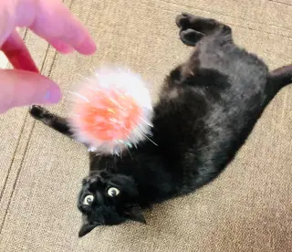 Purrcie