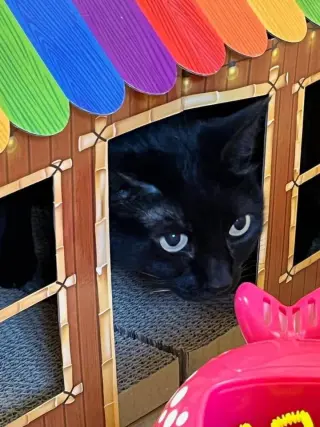 Purrcie