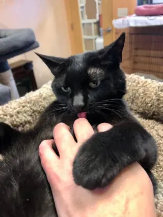 Purrcie