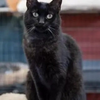Purrcie